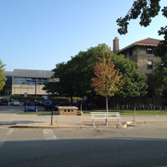 Oak trees on UW campus